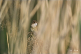 <p>RÁKOSNÍK VELKÝ (Acrocephalus arundinaceus) Varnsdorf ----- /Great reed warbler - Drosselrohrsänger/</p>